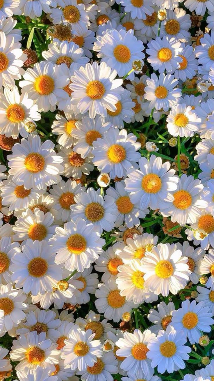 Corporate meeting room with carefully timed floral arrangements that maintain elegance throughout business hours